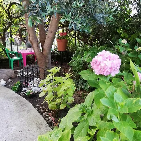 Olive Tree سبليت